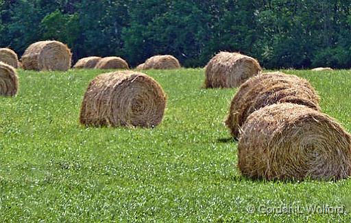 Field Of Bales_P1010630.jpg